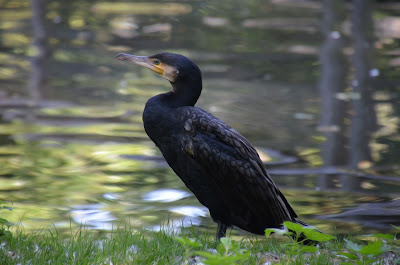 #fauna,#Flora,Fauna,Flora,Tiere,Vögel,Fische,Insekten,Blumen,Bäume, Berge, Meer,Ozean,Natur,Sonne, Mond,animals,birds,fish,insects,flowers,trees,mountains,sea