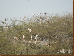 Painted Storks