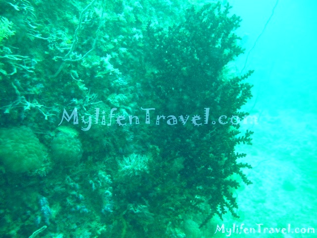 Koh Lipe Diving 31