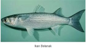 Ikan Laut Konsumsi - Ikan Belanak