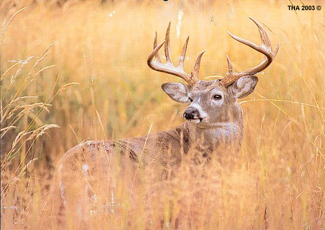 white tail deer hunts 1