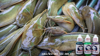 Essen Ikan Lele Khusus Di Danau