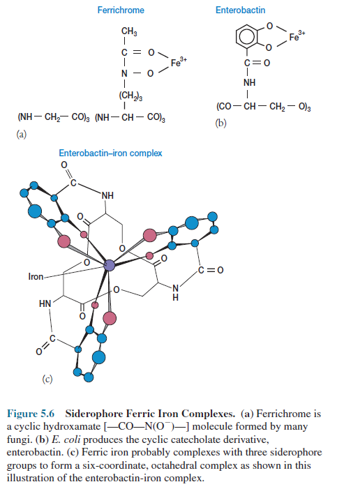 Siderophore Ferric Iron Complexes