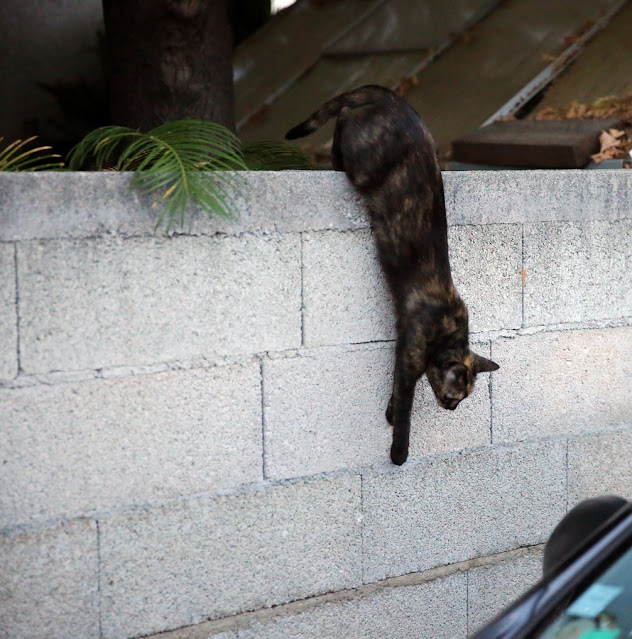 Kucing Hamil Kawin Dikawinkan Lagi