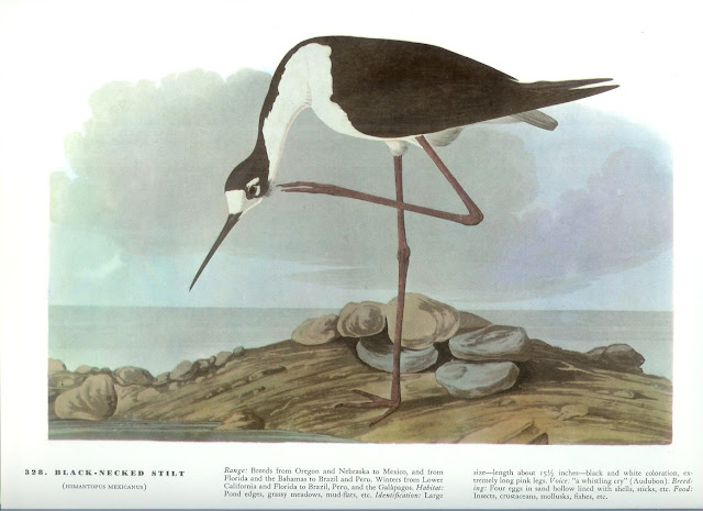 Audubon Bird Print