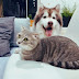The Unique Bond Between Siberian Huskies and Cats