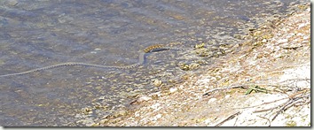 snake4