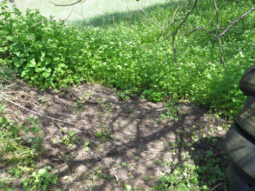 bare ground under garlic mustard