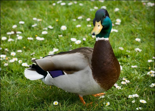 duck pic