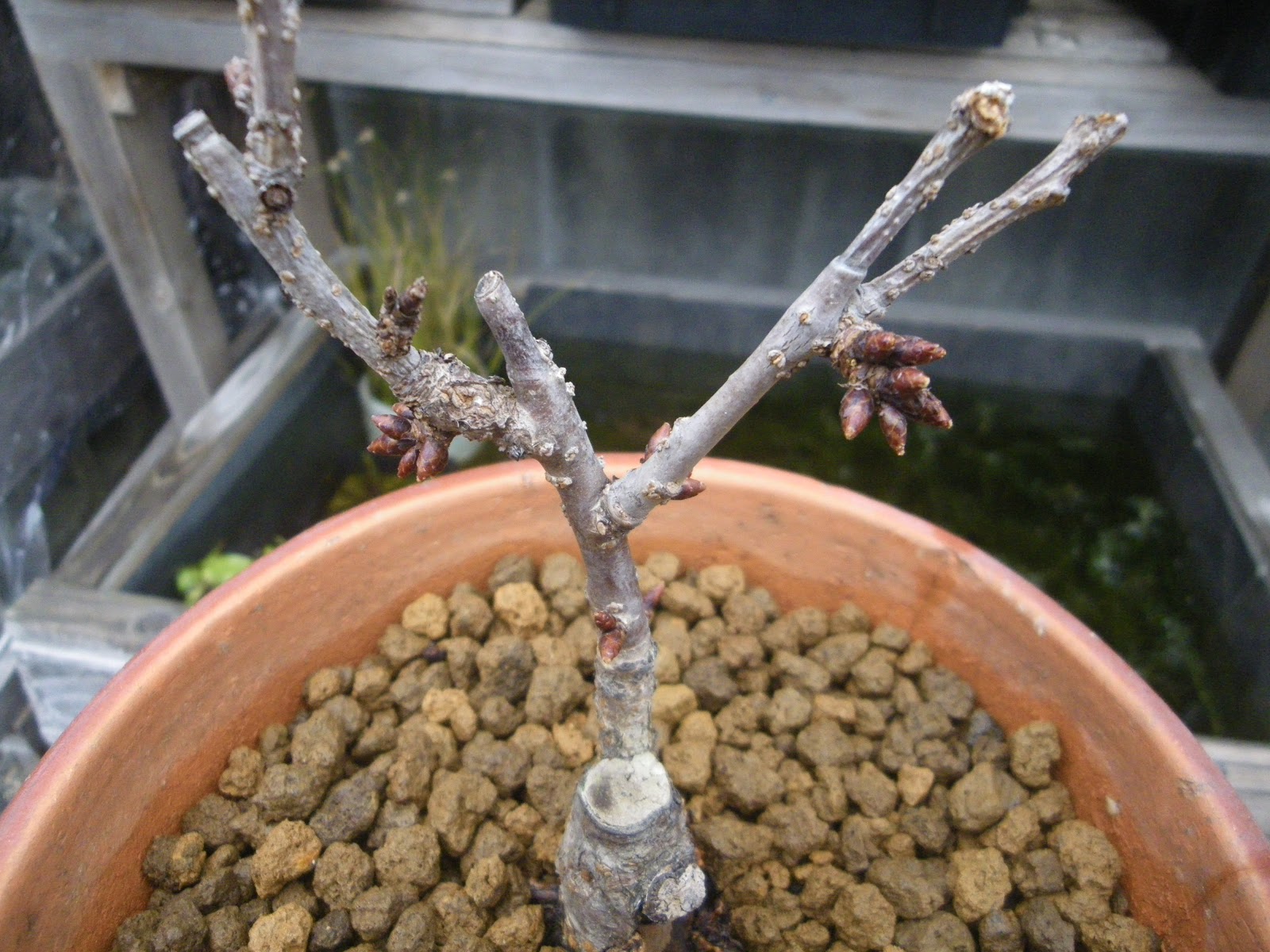 桜の小さな鉢植え 旭山桜のミニ盆栽の植え替えから満開まで メダカの大工