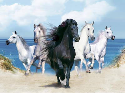 Black White Horse Wallpapers HQ