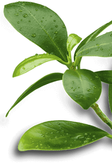 Melaleuca plant