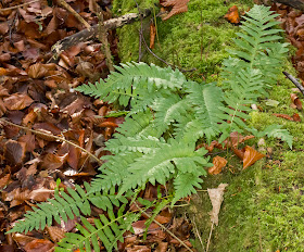 Fern, Polypody, Polypodium species (or hybrid).  High Elms, 26 November 2013.