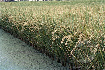  Paddy Rice Field Photo