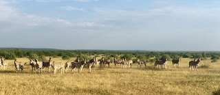 botswana, ratsastusmatka, savanni, riitta reissaa