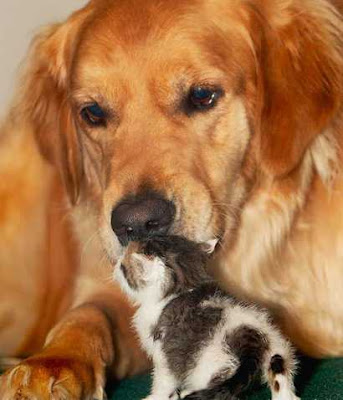 Puppy kissing kitty