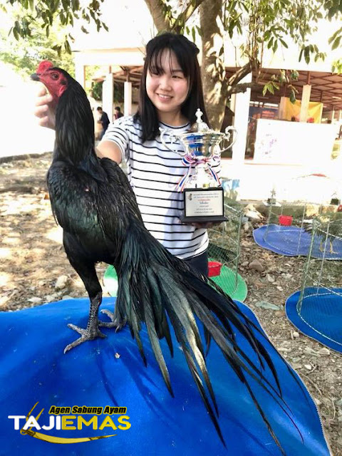 Pelatihan Ayam Bangkok Aduan Yang Wajib Dilakukan