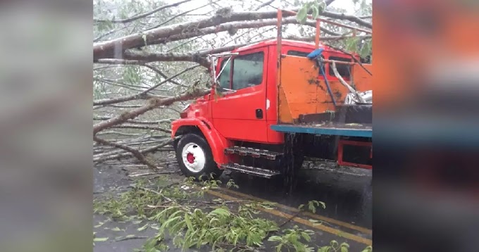 Nicaragua: Conductor muere tras caerle árbol sobre su camión en Estelí