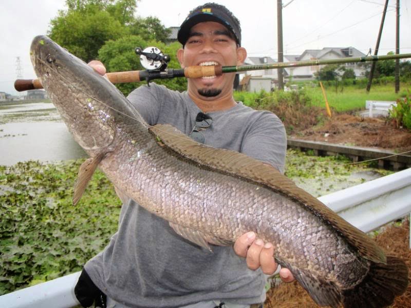 gambar ikan  gabus 