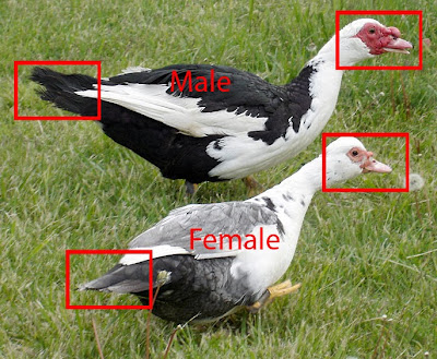 Muscovy duck male and female differences