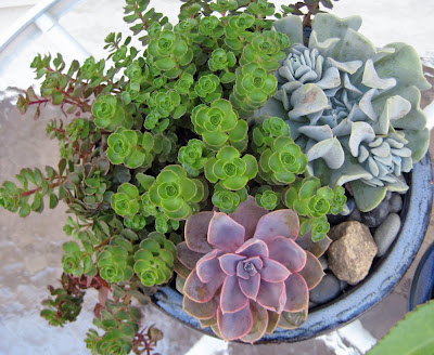 How To Grow Succulents