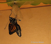 Just emerged Monarch is a female - © Denise Motard