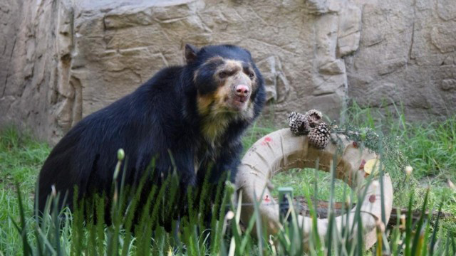 Muere uno de los osos de antifaz más longevos de Chapultepec