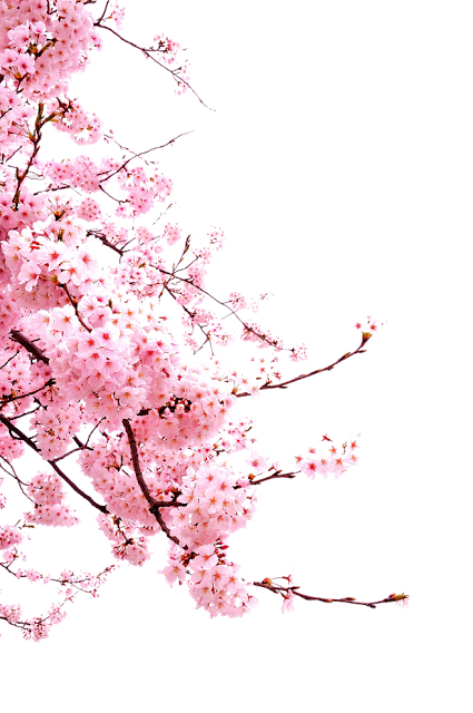 Gambar PNG Gambar Bunga Sakura 