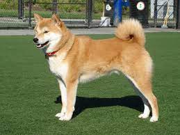 Shiba Inu taka shiba