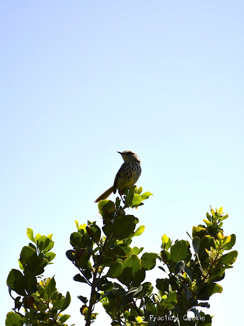 Karoo Prinia near Table Mountain