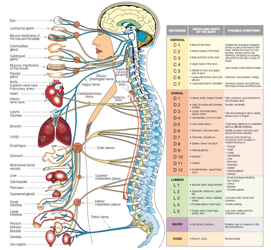 internal structure of human body | Diabetes Inc.