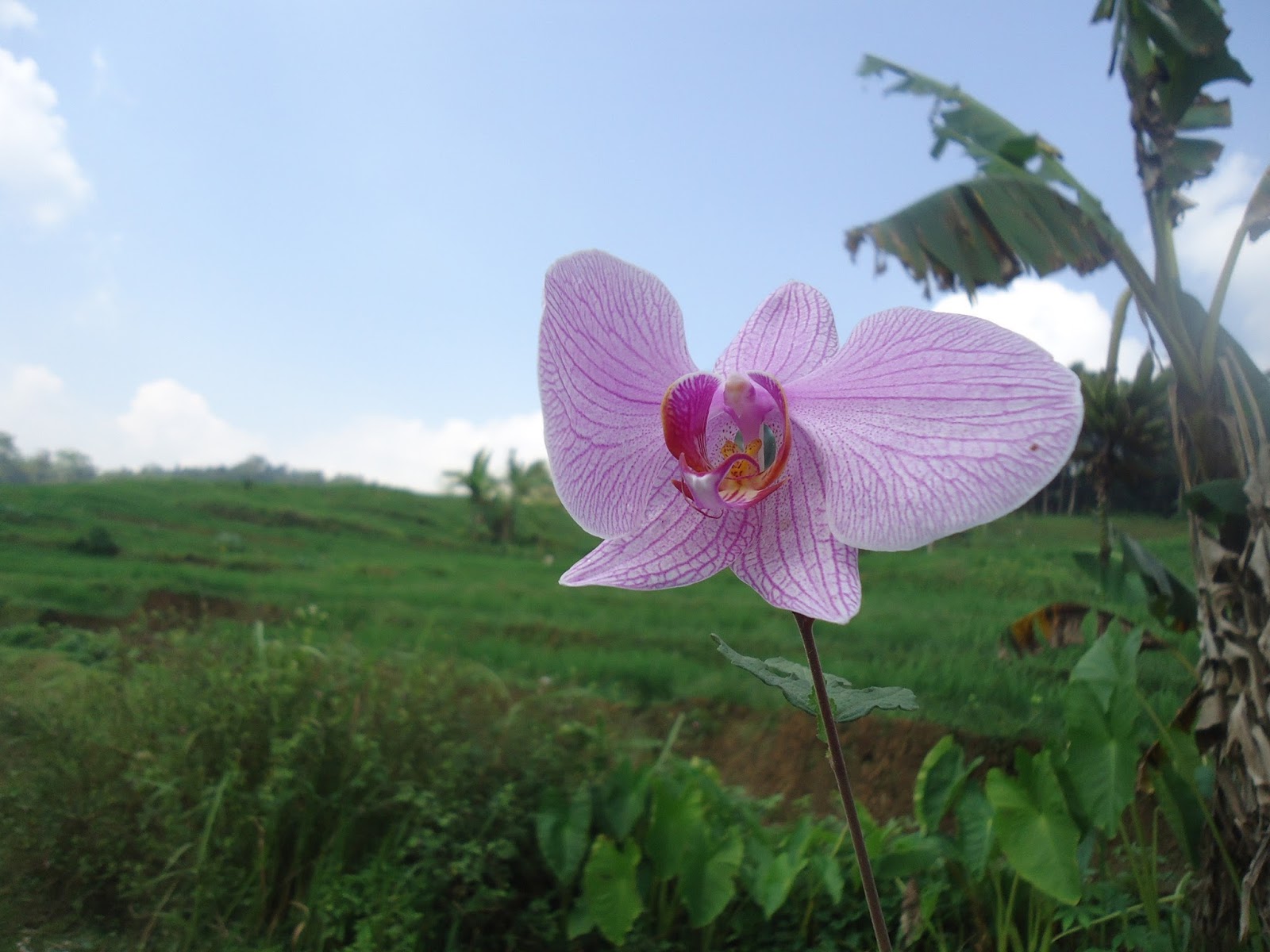 Wallpaper Bunga  Anggrek  Ungu  Corak Di Sawah Rumah Daun Muda