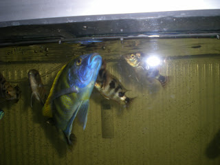 aquaponic cichlids eating 