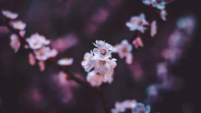 Papel de Parede Hd Sakura Flor de Cerejeira