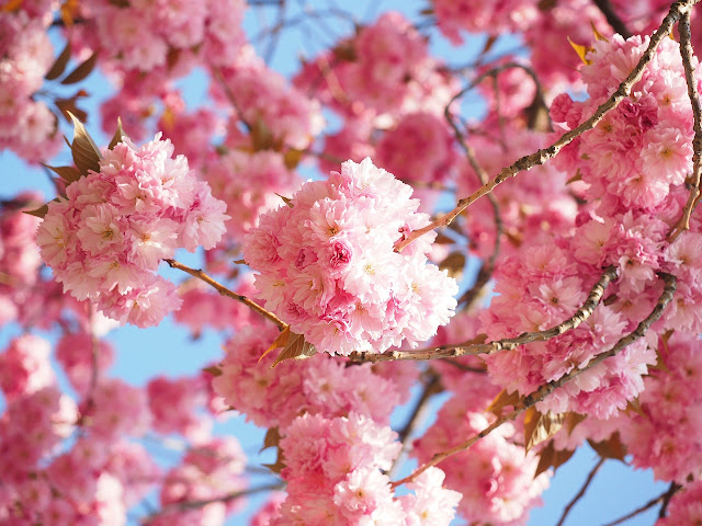 The Meaning of Cherry Blossom Flower