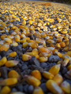 Spilled Corn Kernels