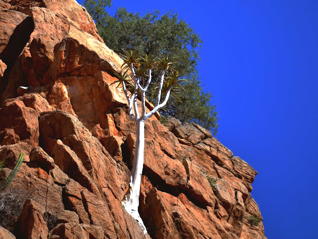 Quiver tree Namibia White-ish bark, small forked branches with spiky green leaves