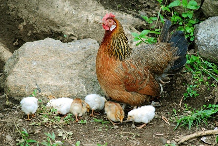  Ayam  Ngampus PENGEMBANGAN POTENSI AYAM LOKAL  UNTUK 