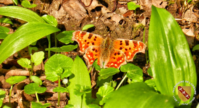 Papillon Robert le Diable (Polygonia c-album) - Forêt de Vilcey-sur-Trey (54)