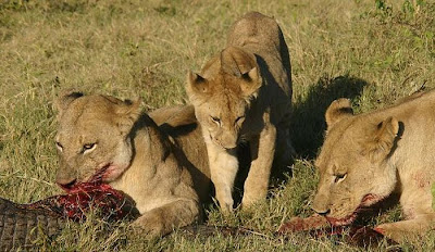 Three Lionesses vs Crocodile Seen On www.coolpicturegallery.us