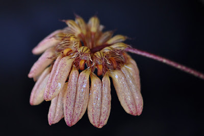 Bulbophyllum sikkimense care and culture