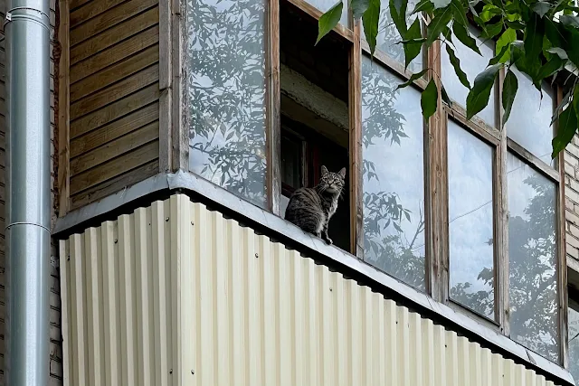 Беговая аллея, кот