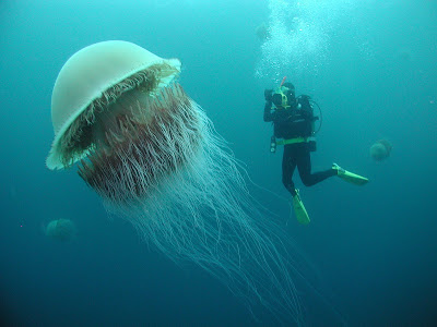 A lion's mane jellyfish and a human, jellyfish images