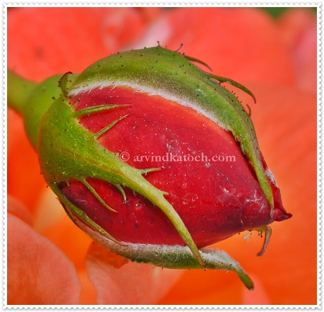 Close up, Rose, Bud, Opening bud, Red Rose