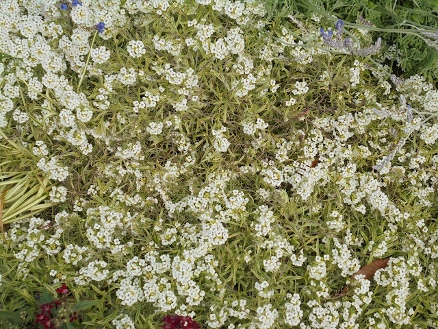 米子市観光センターの花壇