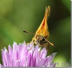 IMG_6184