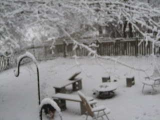 a snow covered backyard before the dogs dirty it up...