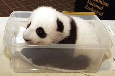 panda baby character