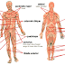 Muscle Map