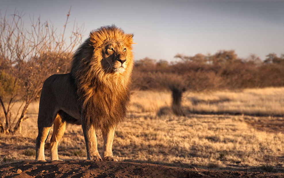 Fonds Décran Hd Fond Décran Lion Noir Et Blanc